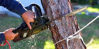 How Our Tree Care Process Works  in  Maurice, LA